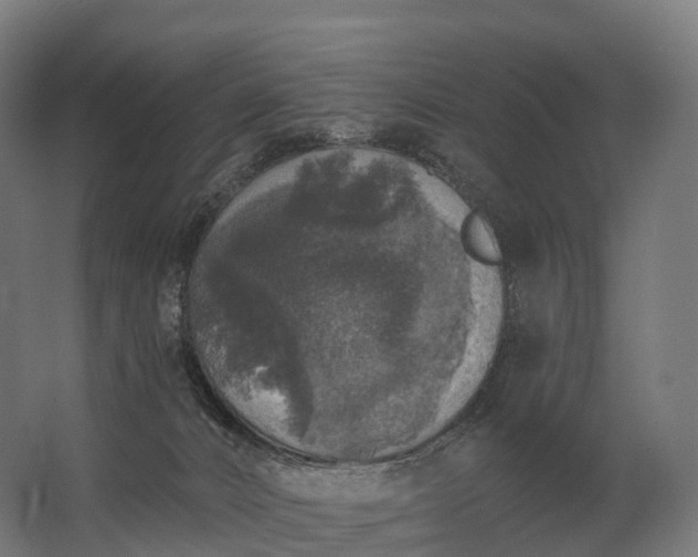 X0000062790032200512290234