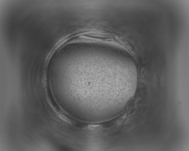 X0000062790055200512290233