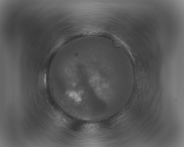 X0000062790067200512290233