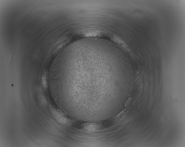 X0000062790074200512290233