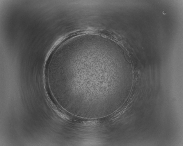 X0000062790102200512290233