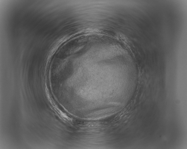 X0000062790145200512290231