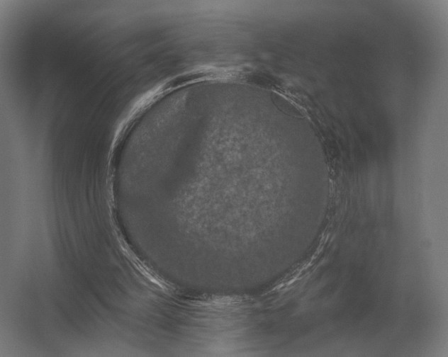 X0000062790149200512290231