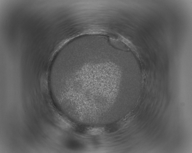 X0000062790155200512290231