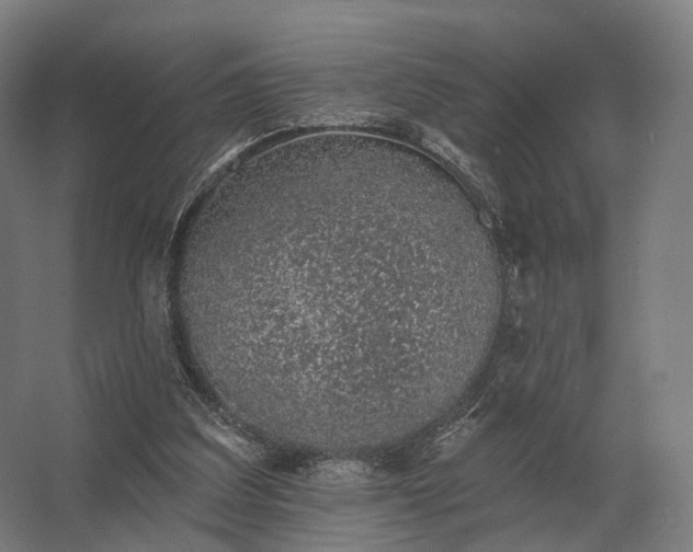 X0000062790203200512290231