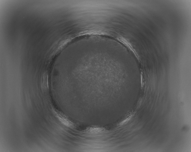 X0000062790205200512290231