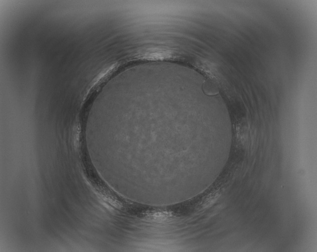 X0000062790304200512290229