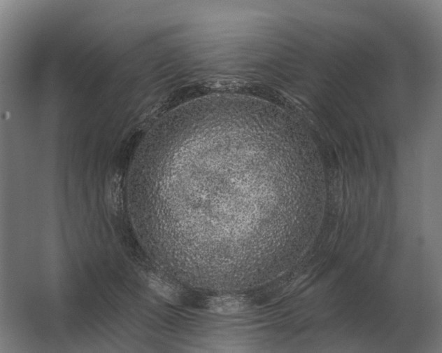 X0000062790511200512290226