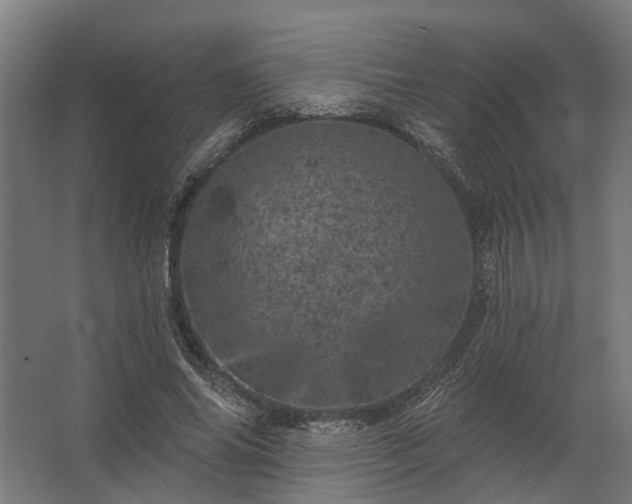 X0000062790686200512290223