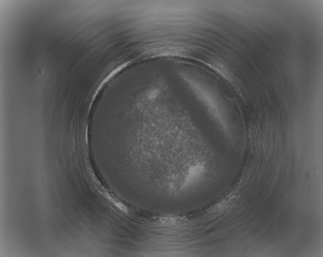 X0000062790790200512290221