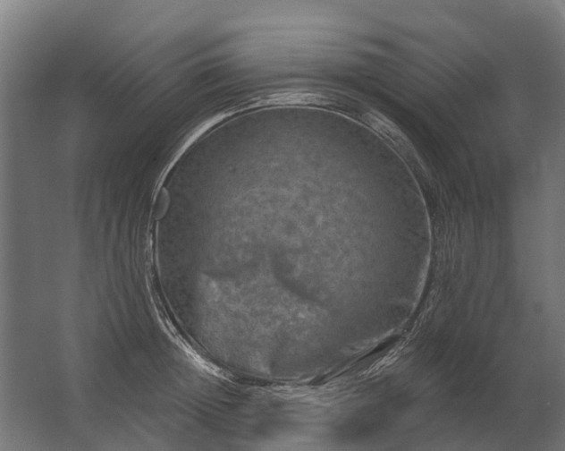 X0000062790852200512290221