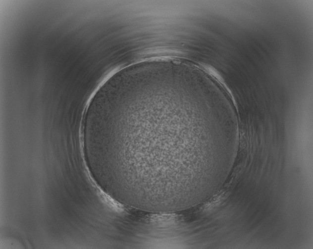 X0000062790859200512290221