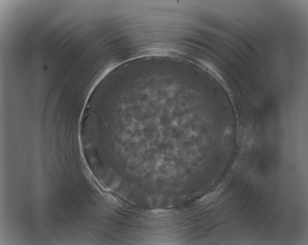 X0000062790899200512290219