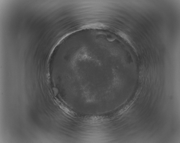 X0000062790923200512290219