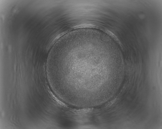 X0000062790937200512290219