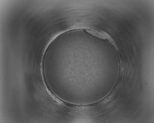 X0000062790958200512290219