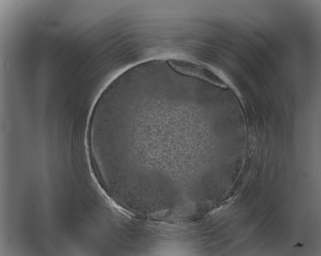 X0000062790959200512290219