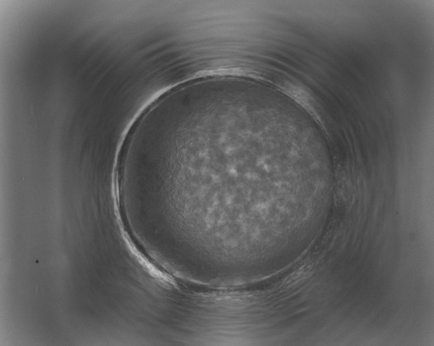 X0000062791084200512290216