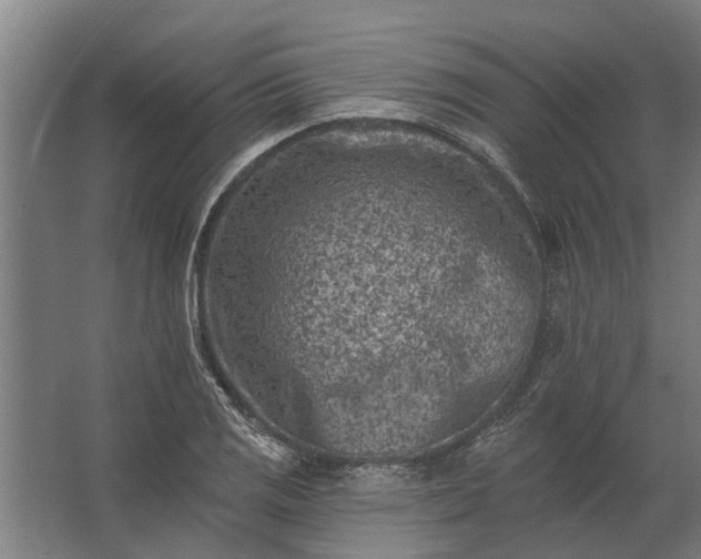 X0000062791125200512290215