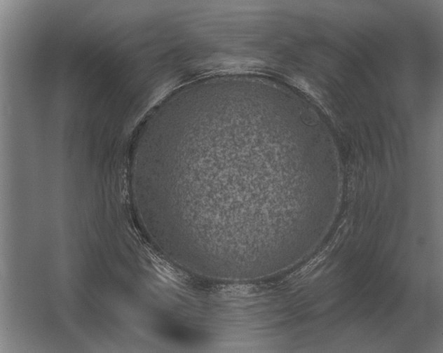 X0000062791211200512290214