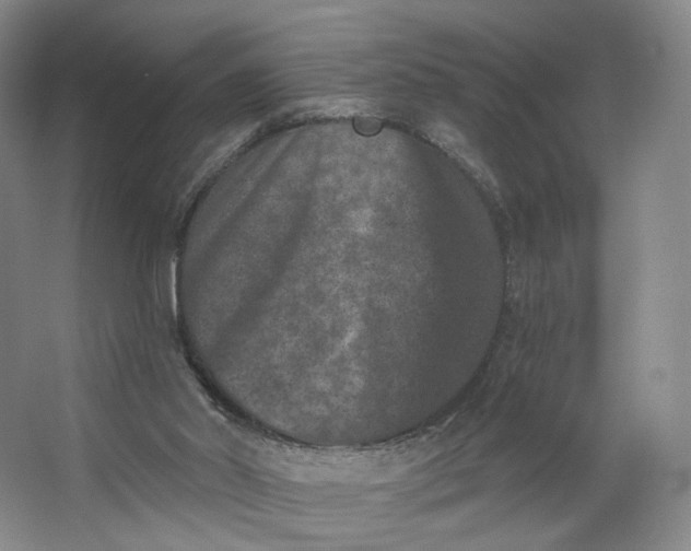X0000062790014200601051057