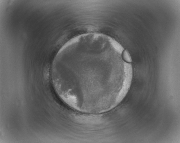 X0000062790032200601051057