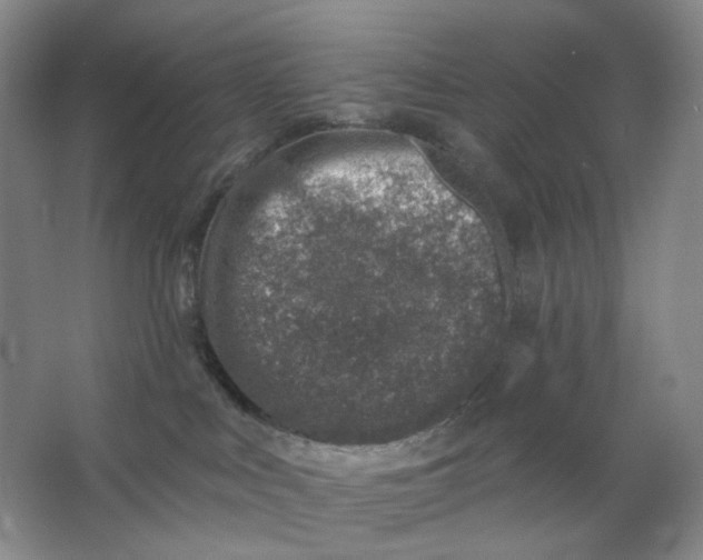 X0000062790043200601051057