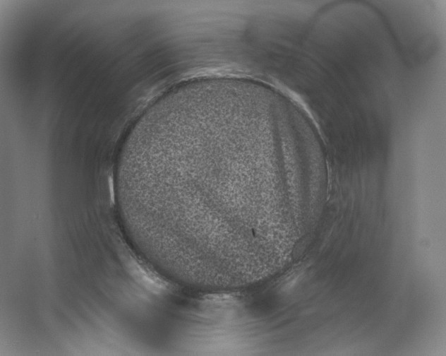 X0000062790061200601051056