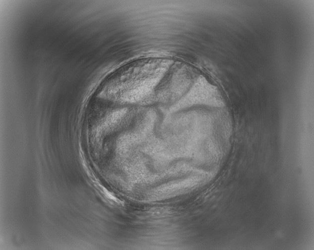 X0000062790145200601051054