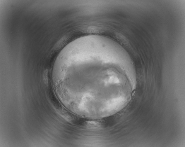 X0000062790167200601051055