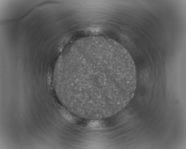 X0000062790177200601051055