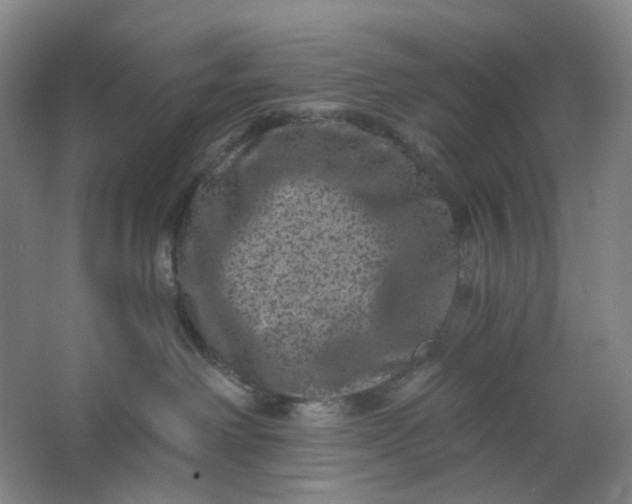 X0000062790238200601051054