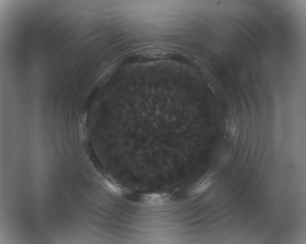 X0000062790239200601051054