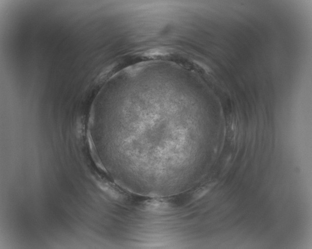 X0000062790284200601051053