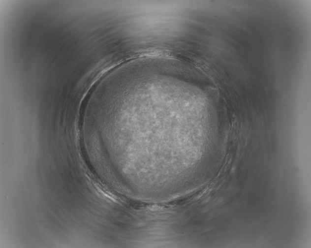 X0000062790290200601051053