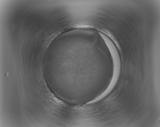 X0000062790385200601051051