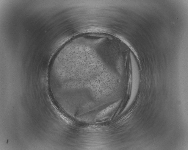 X0000062790437200601051050