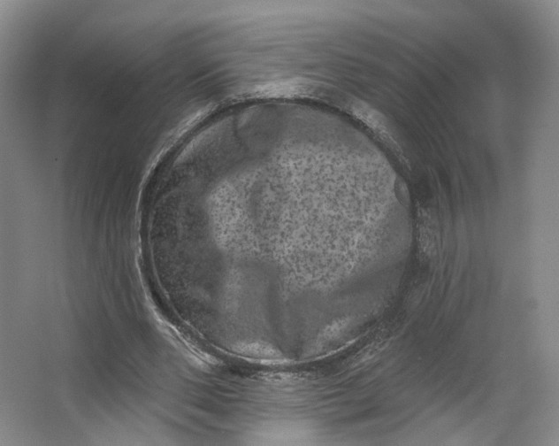 X0000062790486200601051049