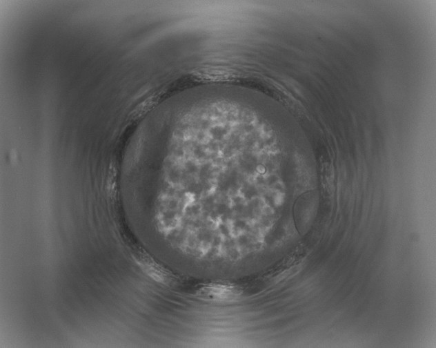 X0000062790507200601051049