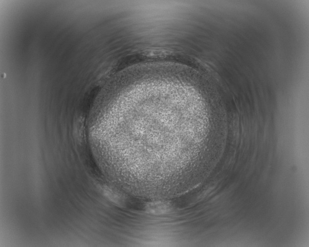 X0000062790511200601051049