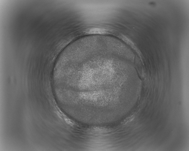 X0000062790529200601051048