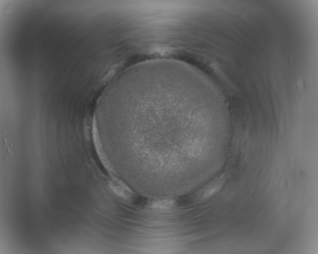 X0000062790576200601051049