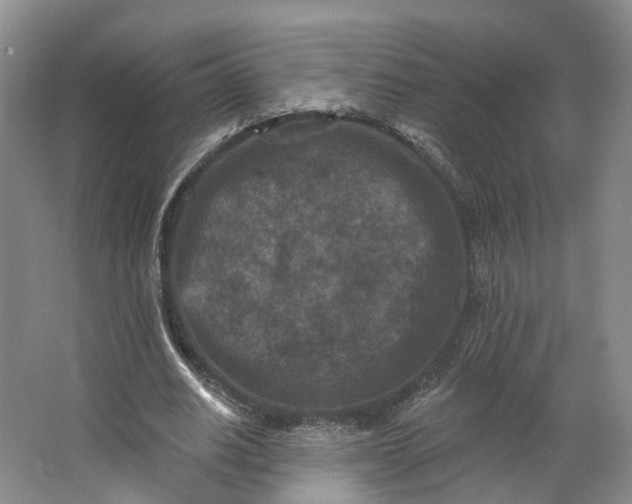 X0000062790630200601051046