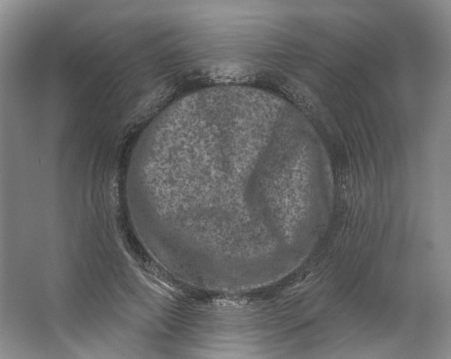 X0000062790690200601051046