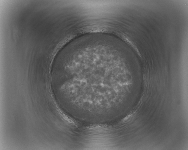 X0000062790721200601051045