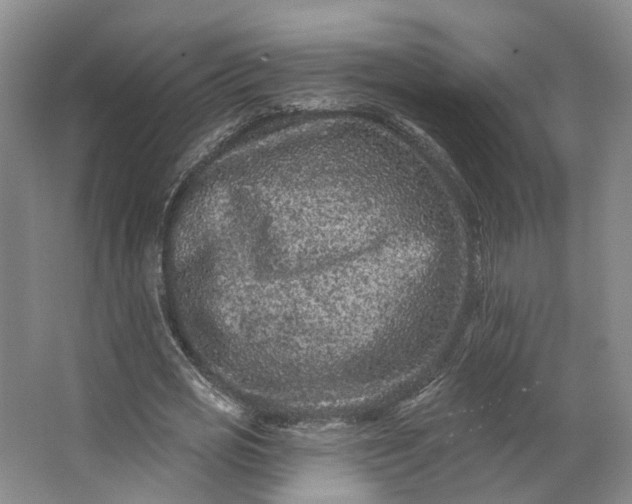 X0000062790725200601051045