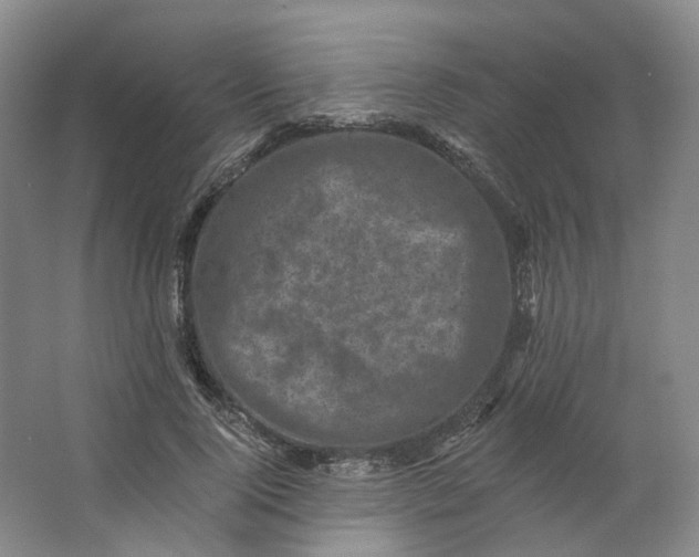 X0000062790740200601051045