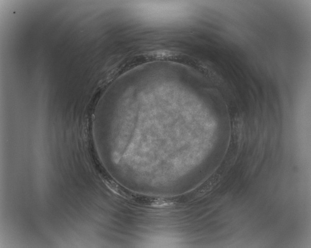 X0000062790760200601051045