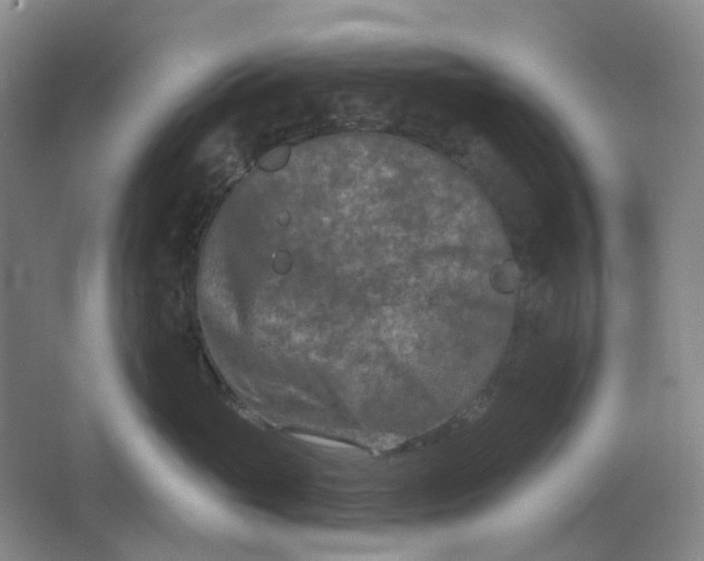 X0000062790765200601051045