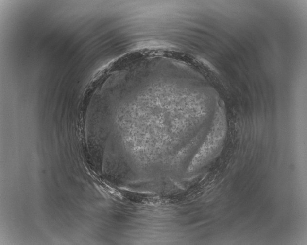 X0000062790775200601051045